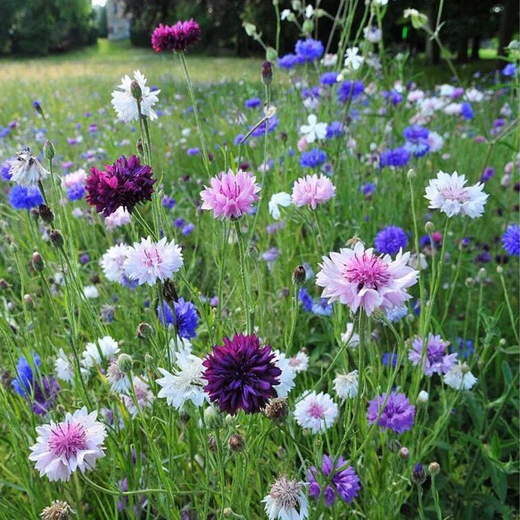 BloemenPracht — Un jardin de fleurs colorées