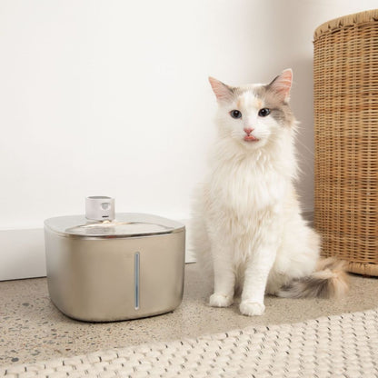 ZuiverPoot – Une eau courante et filtrée pour un chat en meilleure santé