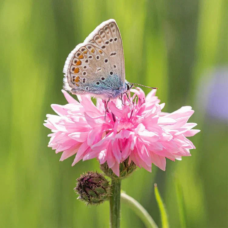 BloemenPracht — Un jardin de fleurs colorées