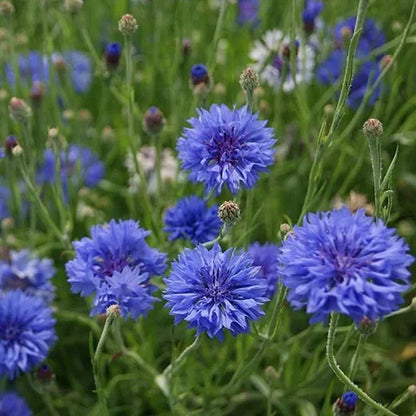 BloemenPracht — Un jardin de fleurs colorées