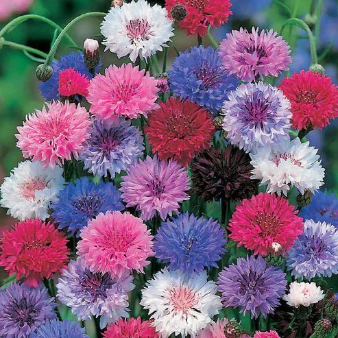 BloemenPracht — Un jardin de fleurs colorées